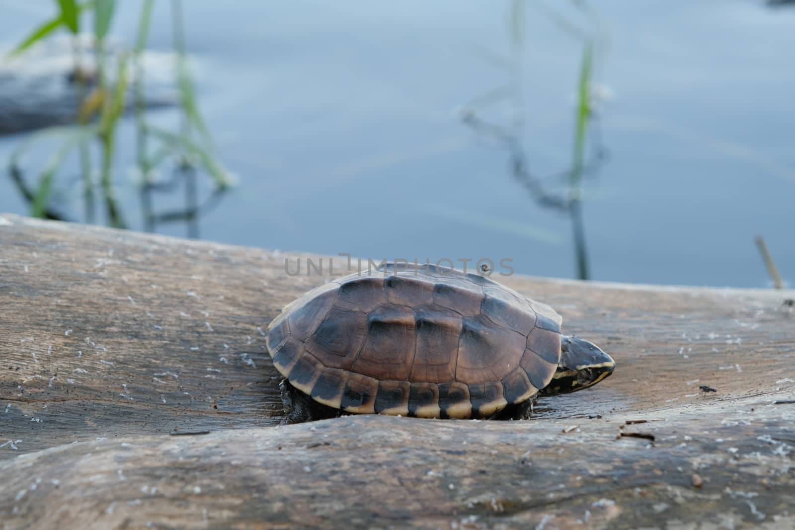 Tiny brown turtle lives on the old log in a little pond, with text copy space. by peerapixs