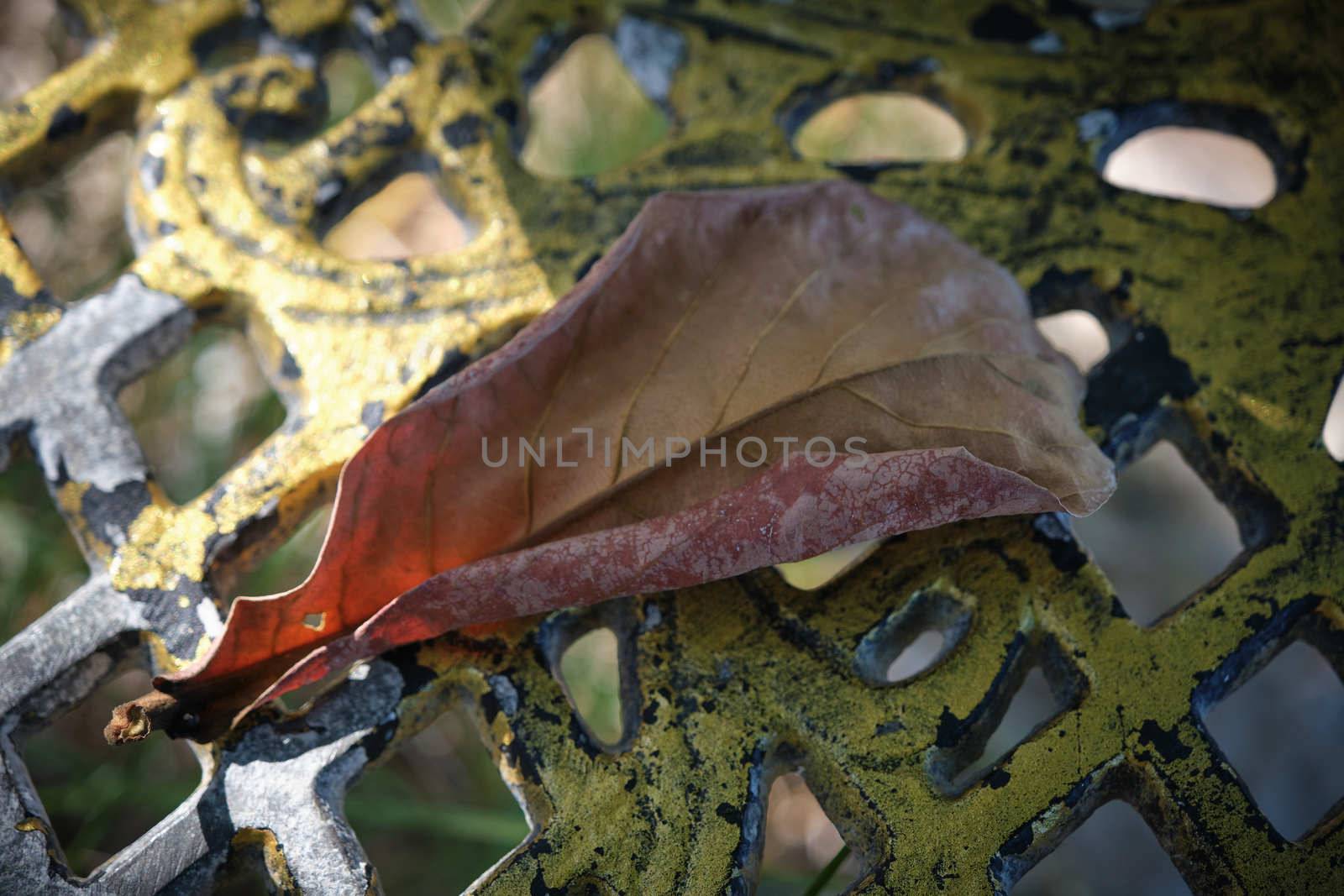 Abstract Closeup of autumnal leaves on a metallic bench in urban park by peerapixs