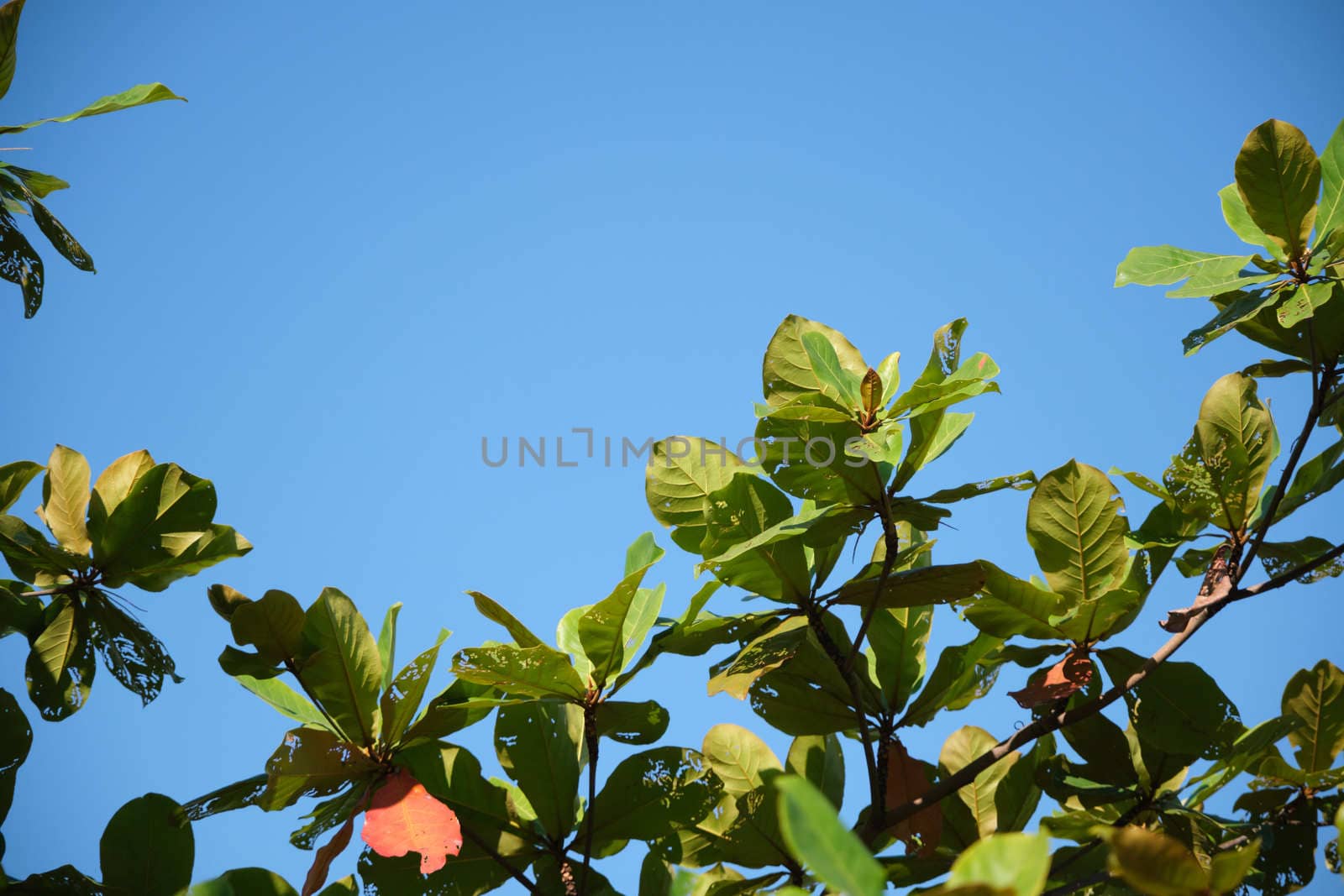 Bottom view tall trees and green branches in the blue sky on Sunny day for background by peerapixs