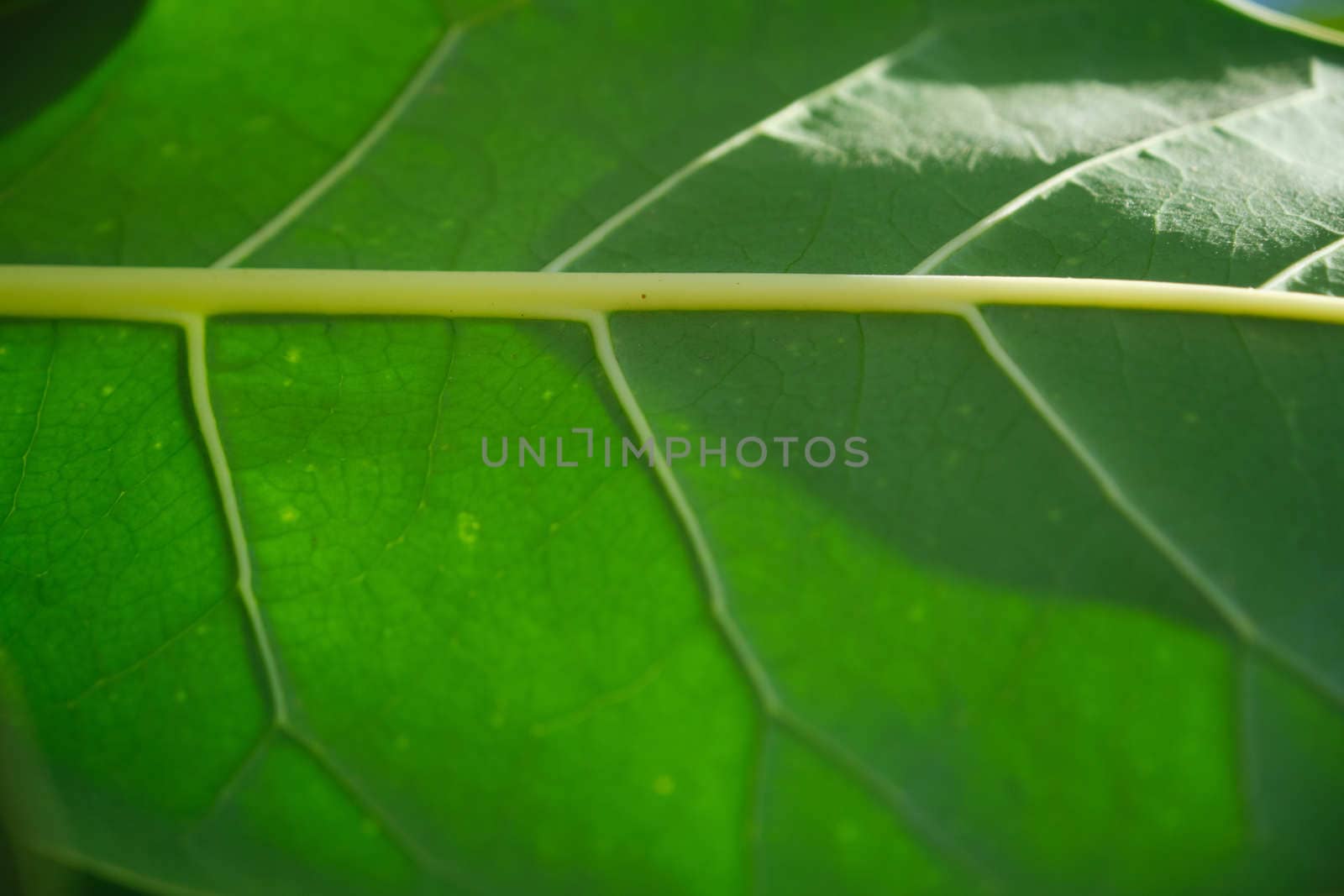 The Closeup Green Tropical Leaf Background for put the text