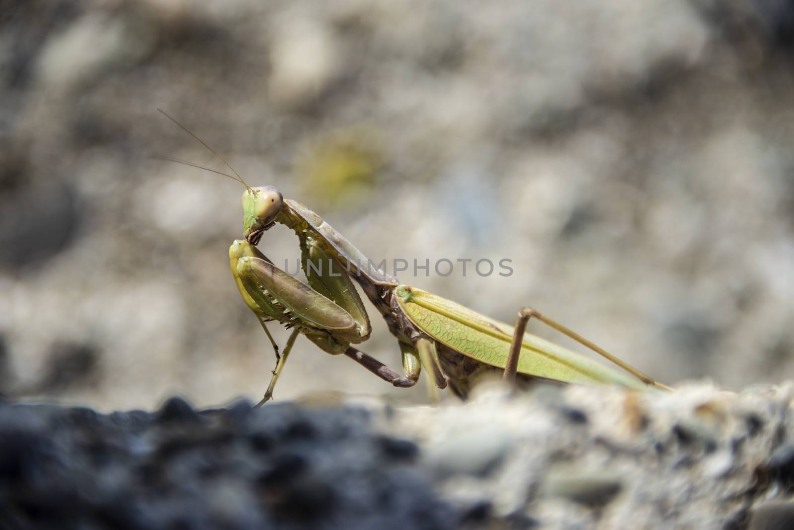 A green mantis illuminated by sunlight sits on the rocks.