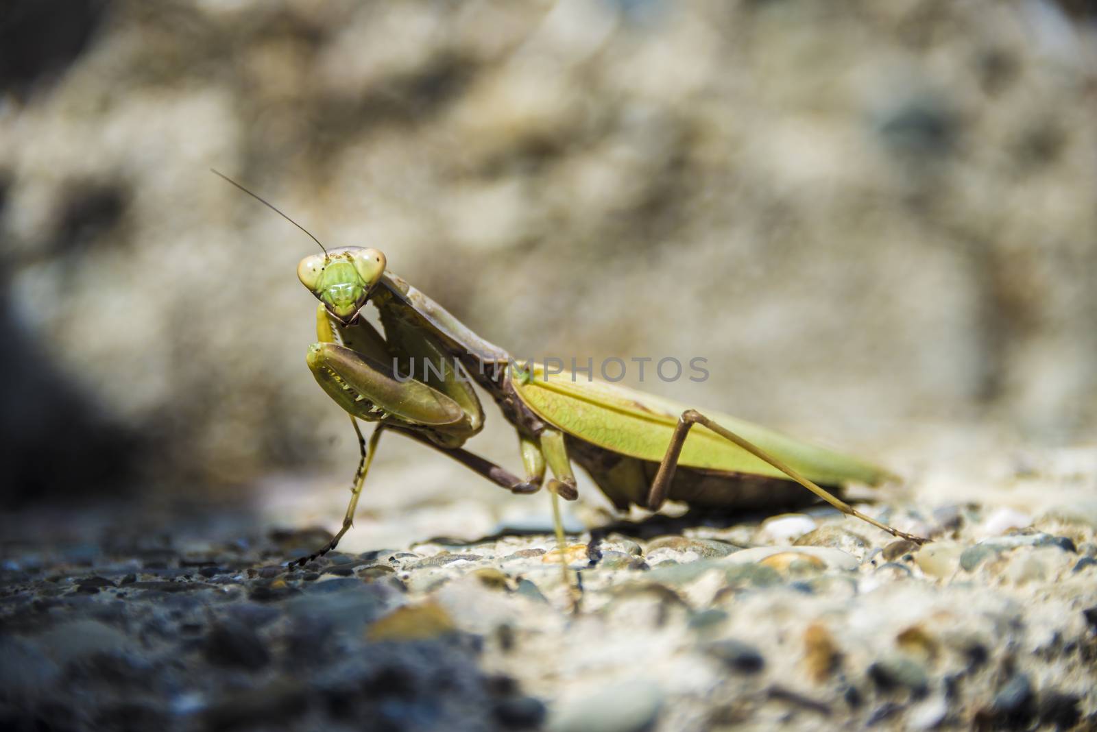A green mantis illuminated by sunlight sits on the rocks.