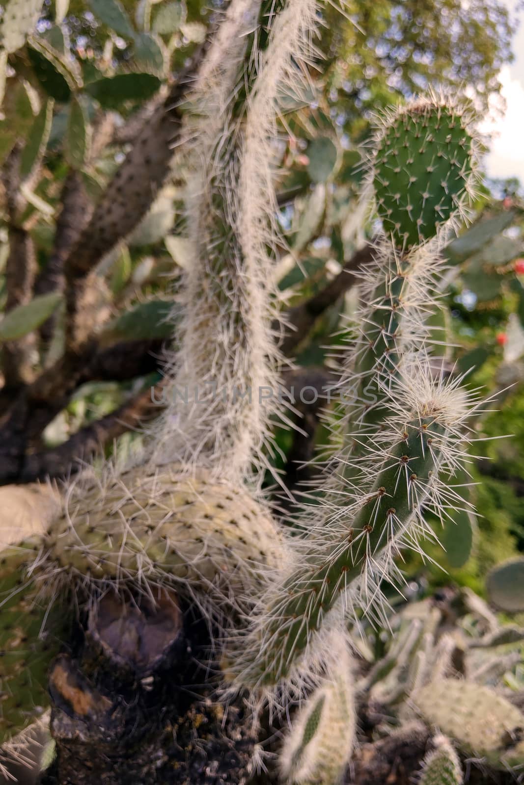 cactus cluster. well known species of cactus