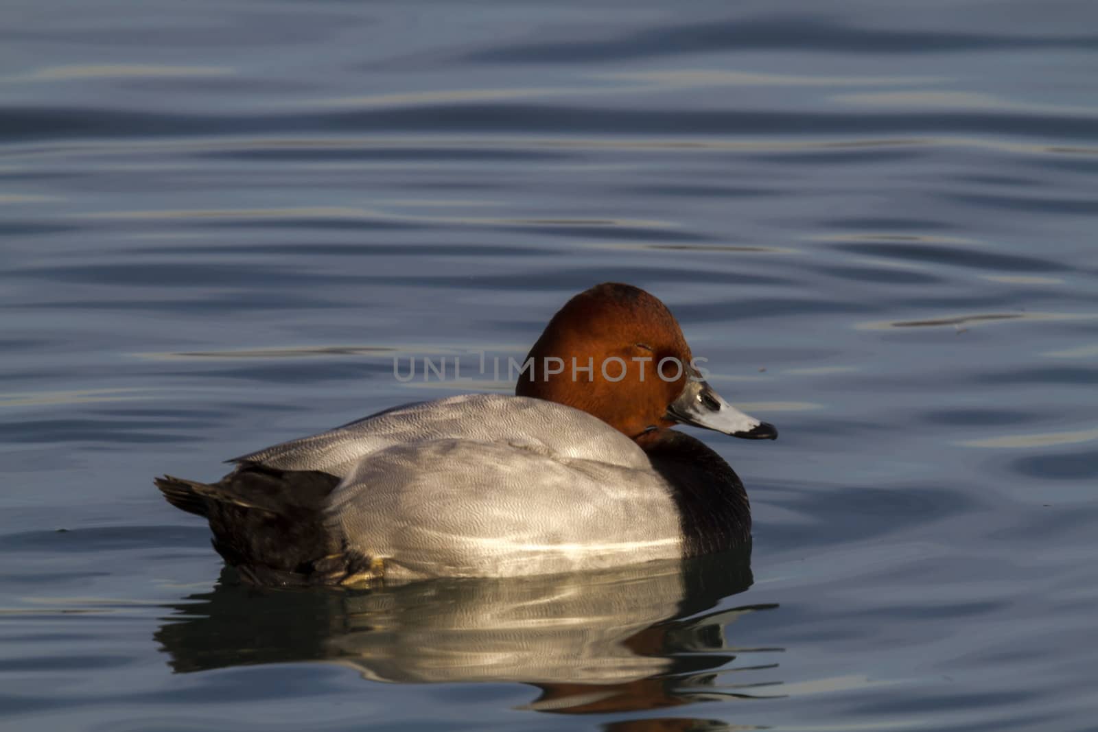 Beautiful black and white Tufted duck on the blue lake