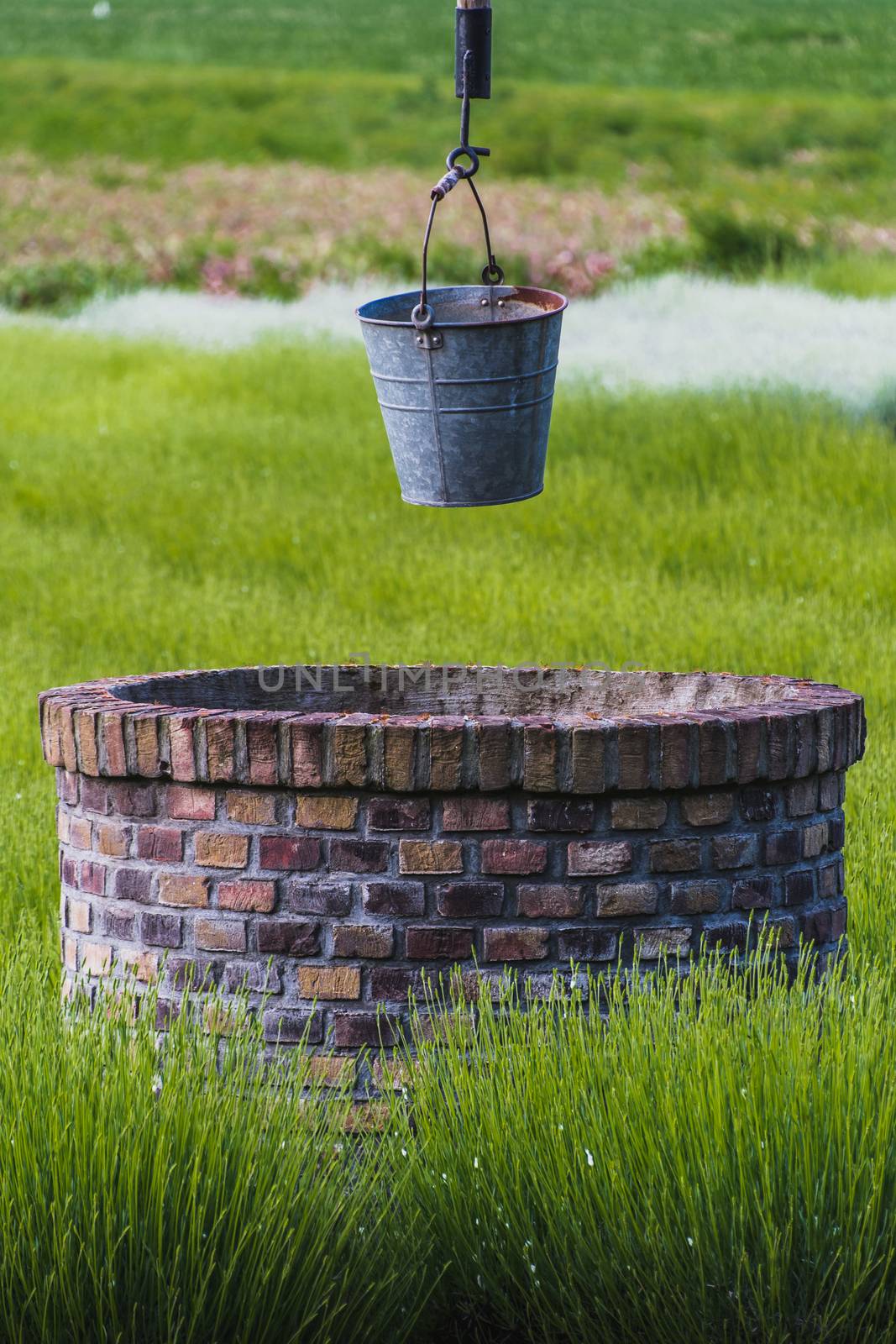 bucket of rusty iron water over a well in the middle of a lavender field