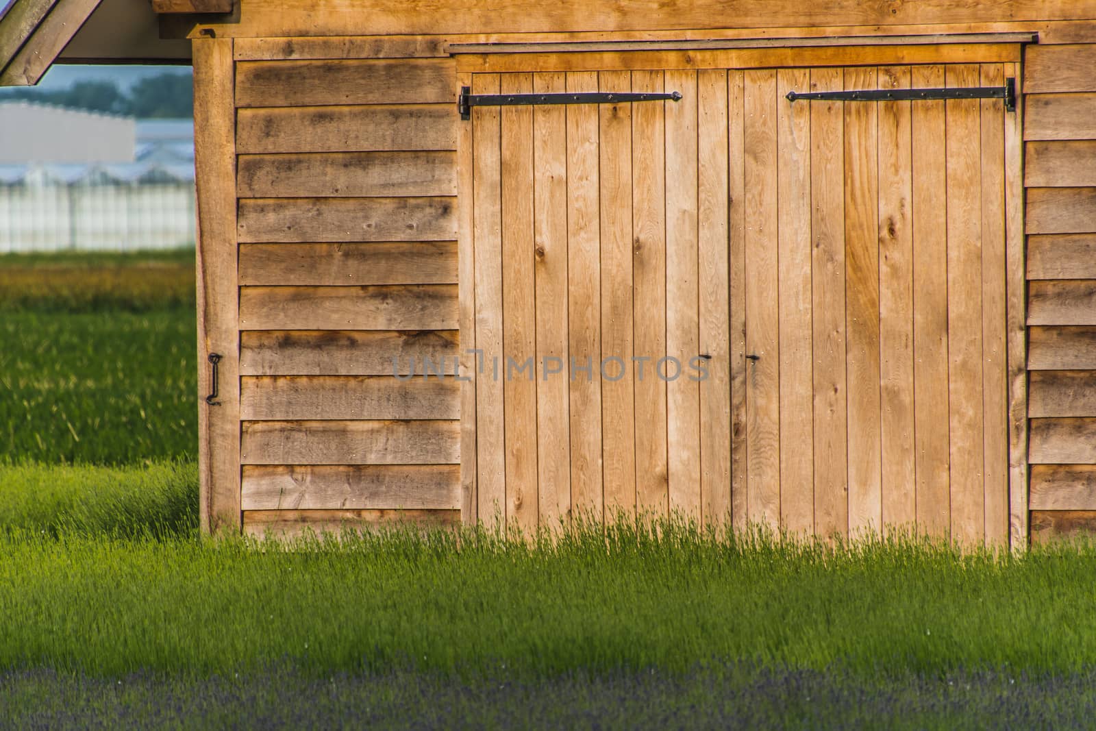 Old rustic and charming wooden house in the middle of a lavender field