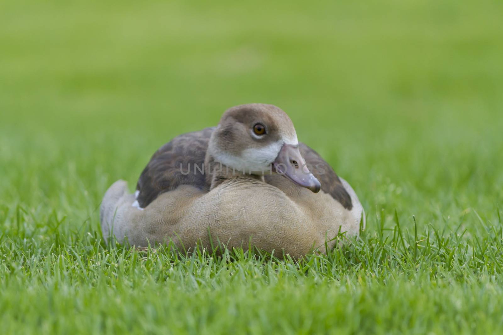 very beautiful Egyptian goose in the green grass