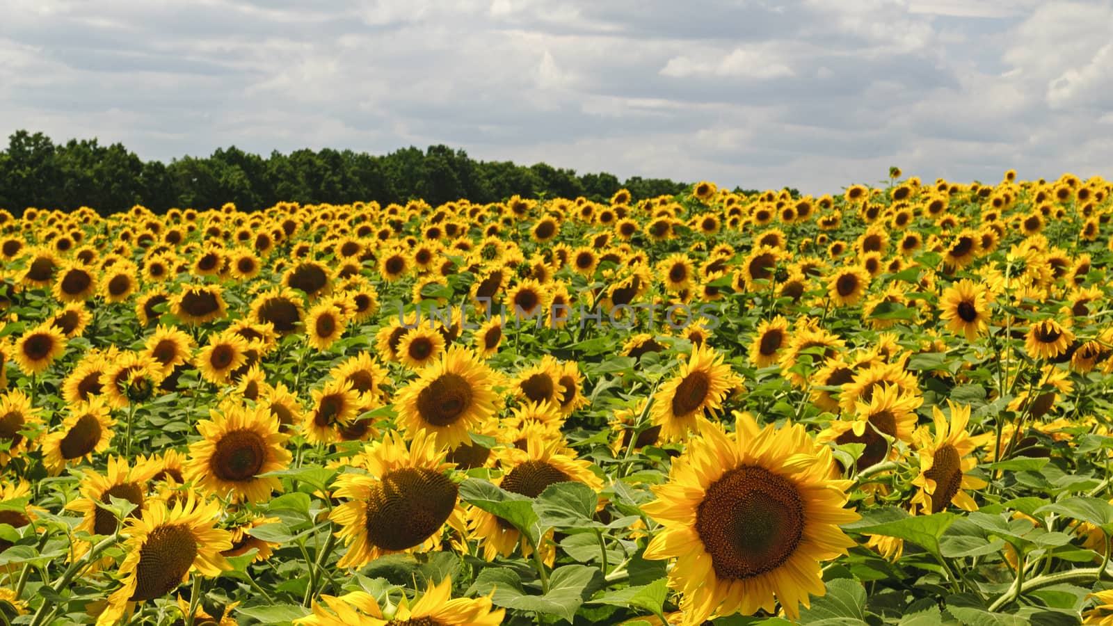 Big plantation of wonderful bright blooming sunflowers near forest on hot summer day