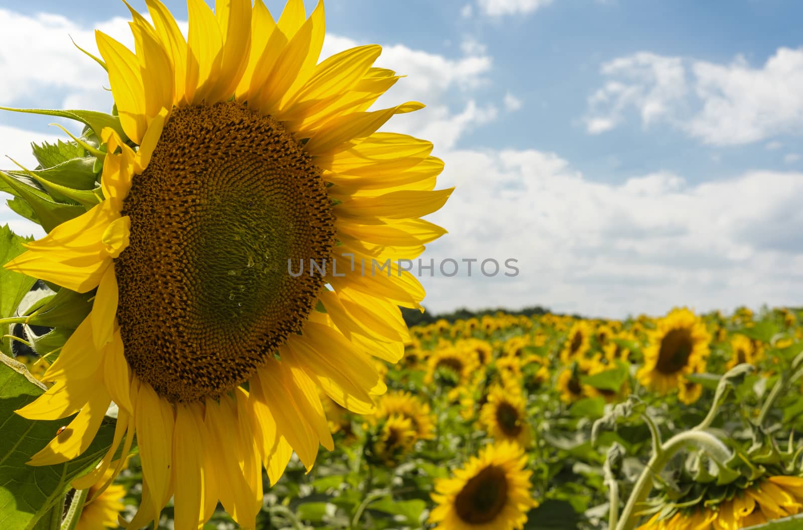 
Beautiful yellow sunflower in the field against the blue sky with white clouds