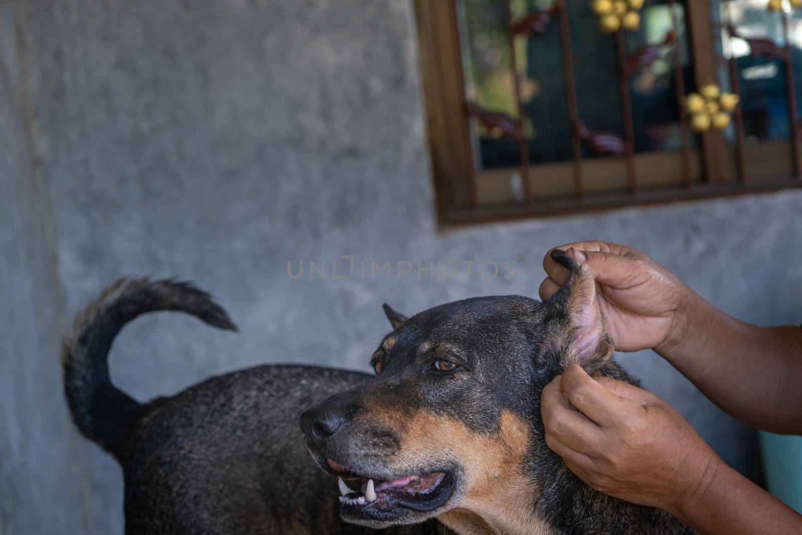 Thai dog is pat its head by human in the morning. by peerapixs