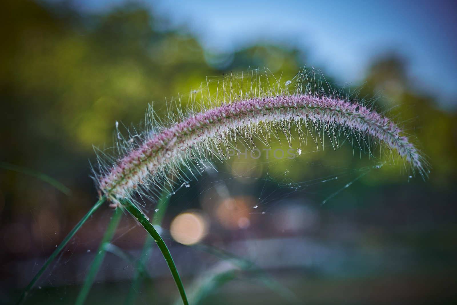 A Communist grass flowers in sunlight. Communist grass flower in sunlight during sunset, Bright shinny flowers with their hair