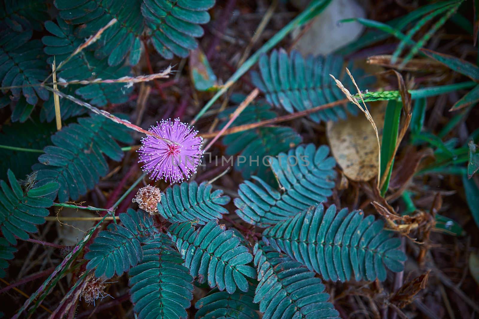 Closeup to top view Sensitive Plant Flower, Mimosa Pudica with small bee on blur background by peerapixs