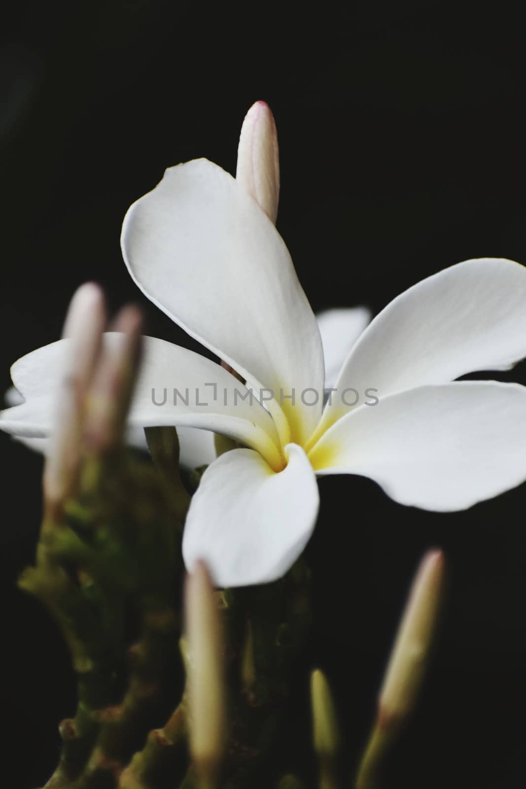 Snap of beautiful fresh bunch of White flowers