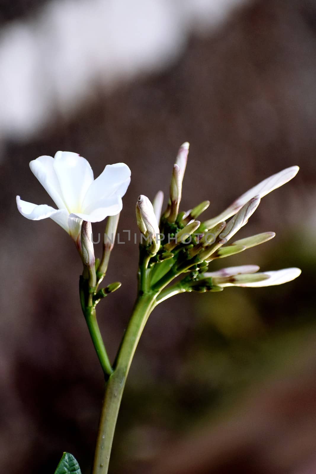 Snap of beautiful fresh bunch of White flowers by ravindrabhu165165@gmail.com