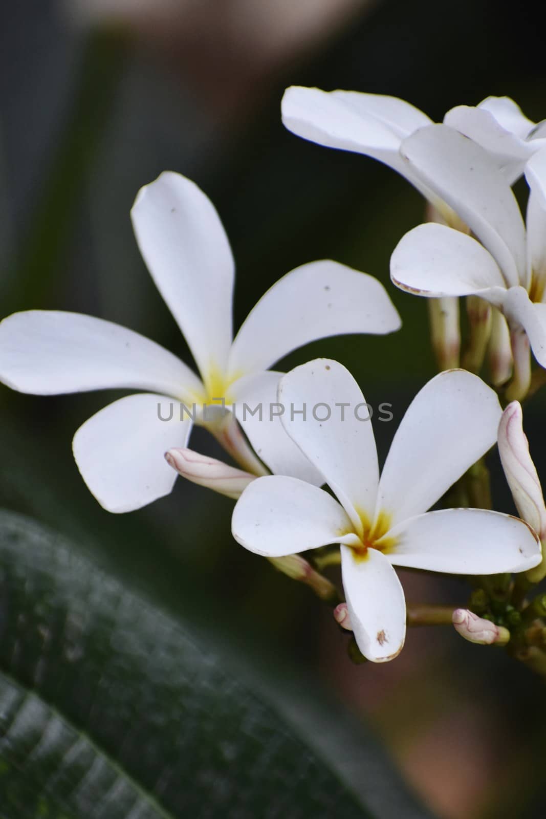 Snap of beautiful fresh bunch of White flowers