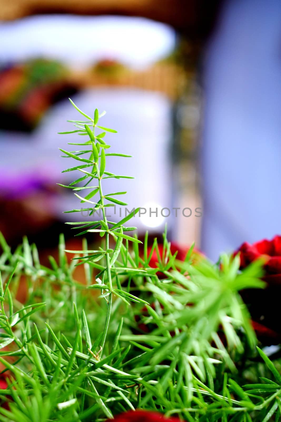 Snap of beautiful decorative Plant