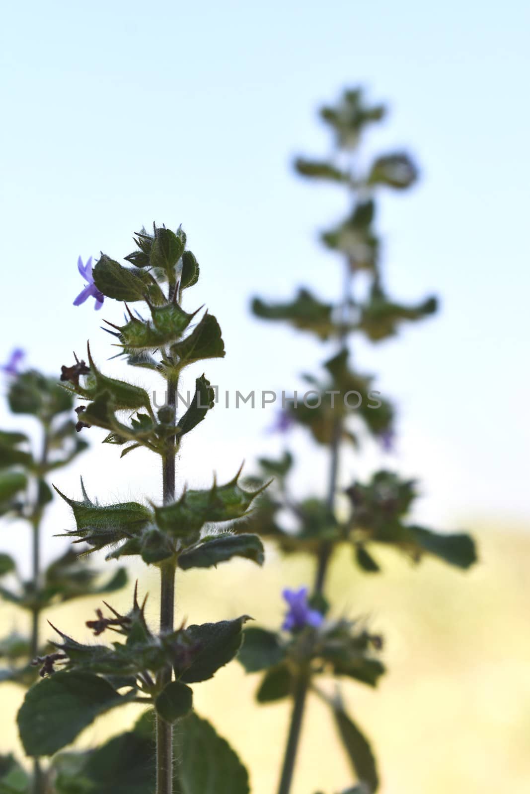 Snap of beautiful decorative Plant