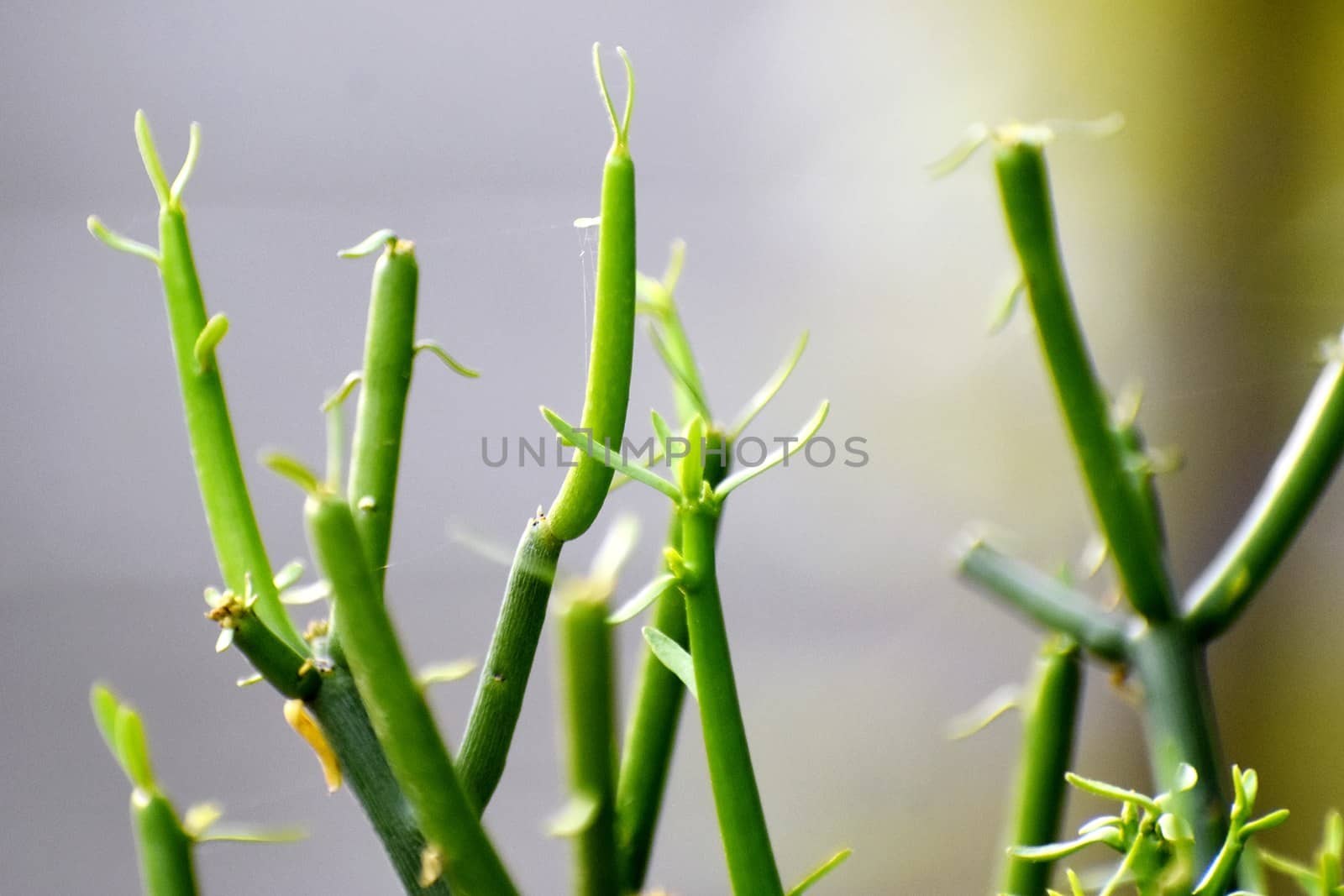 Snap of beautiful decorative Plant