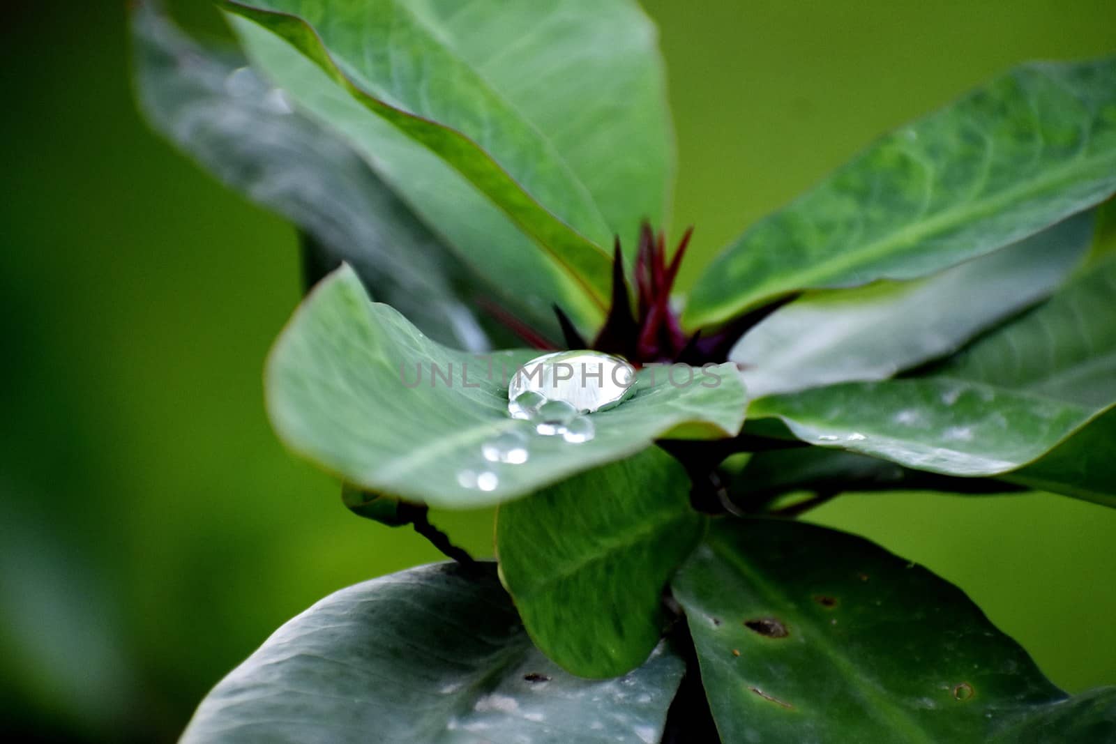 Snap of beautiful decorative Plant