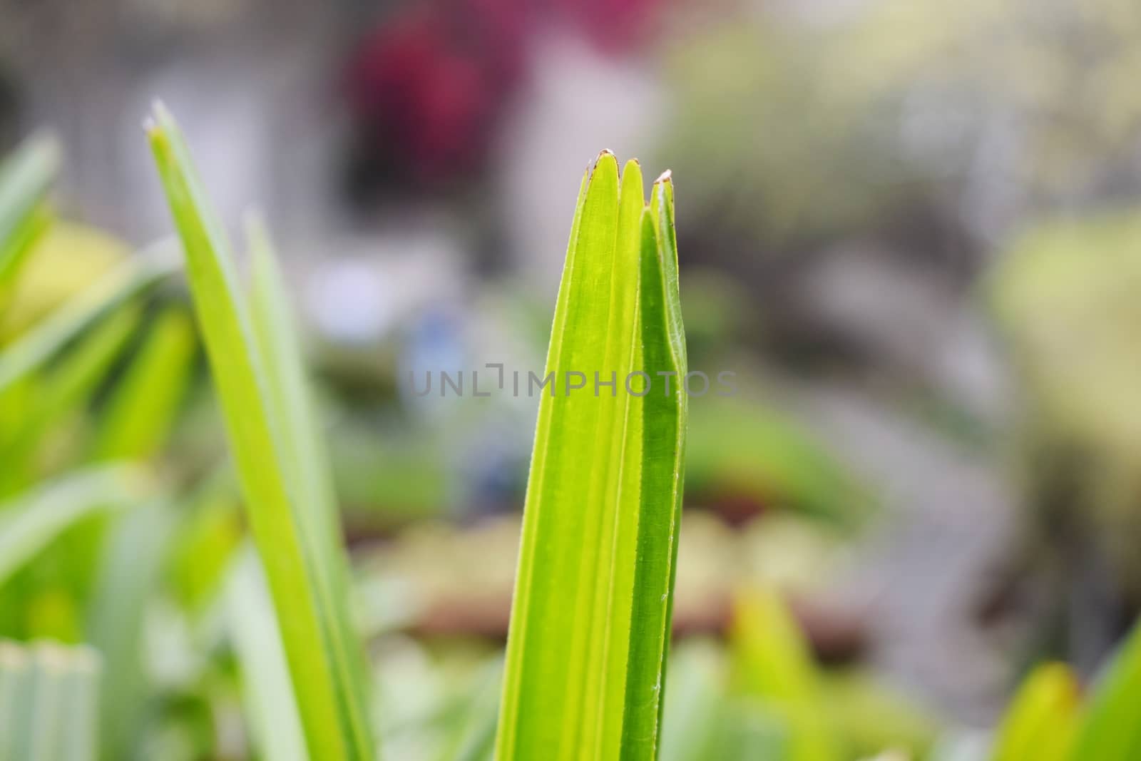 Snap of beautiful decorative Plant