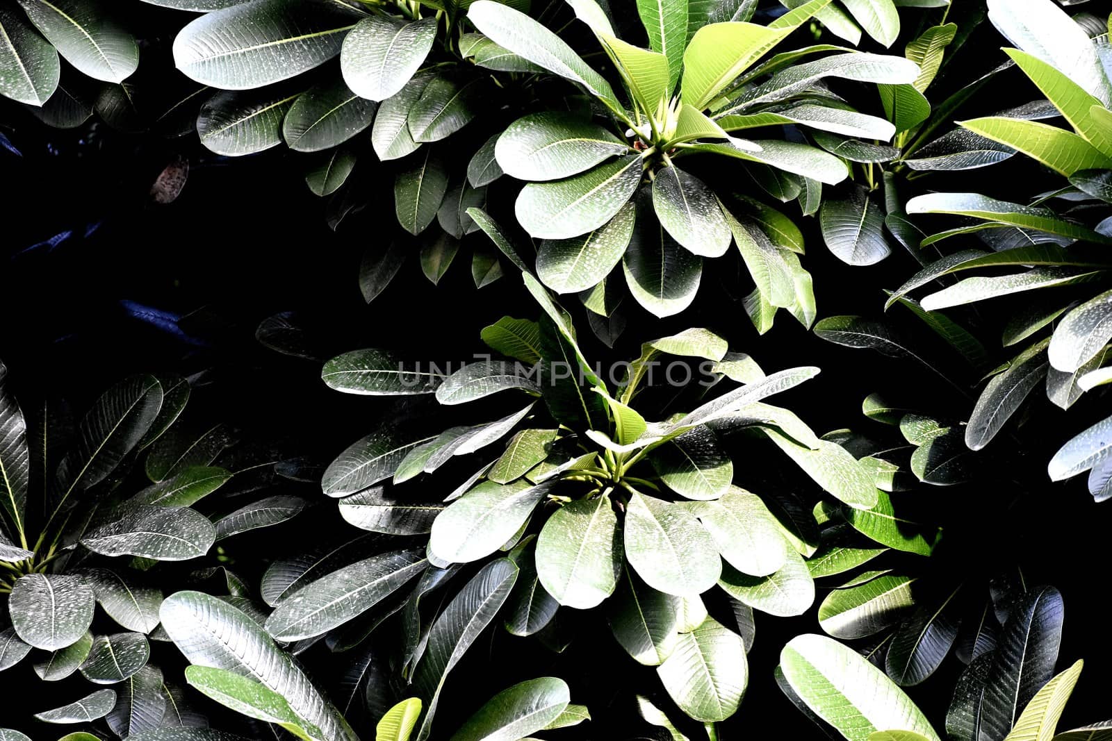 Snap of beautiful decorative Plant