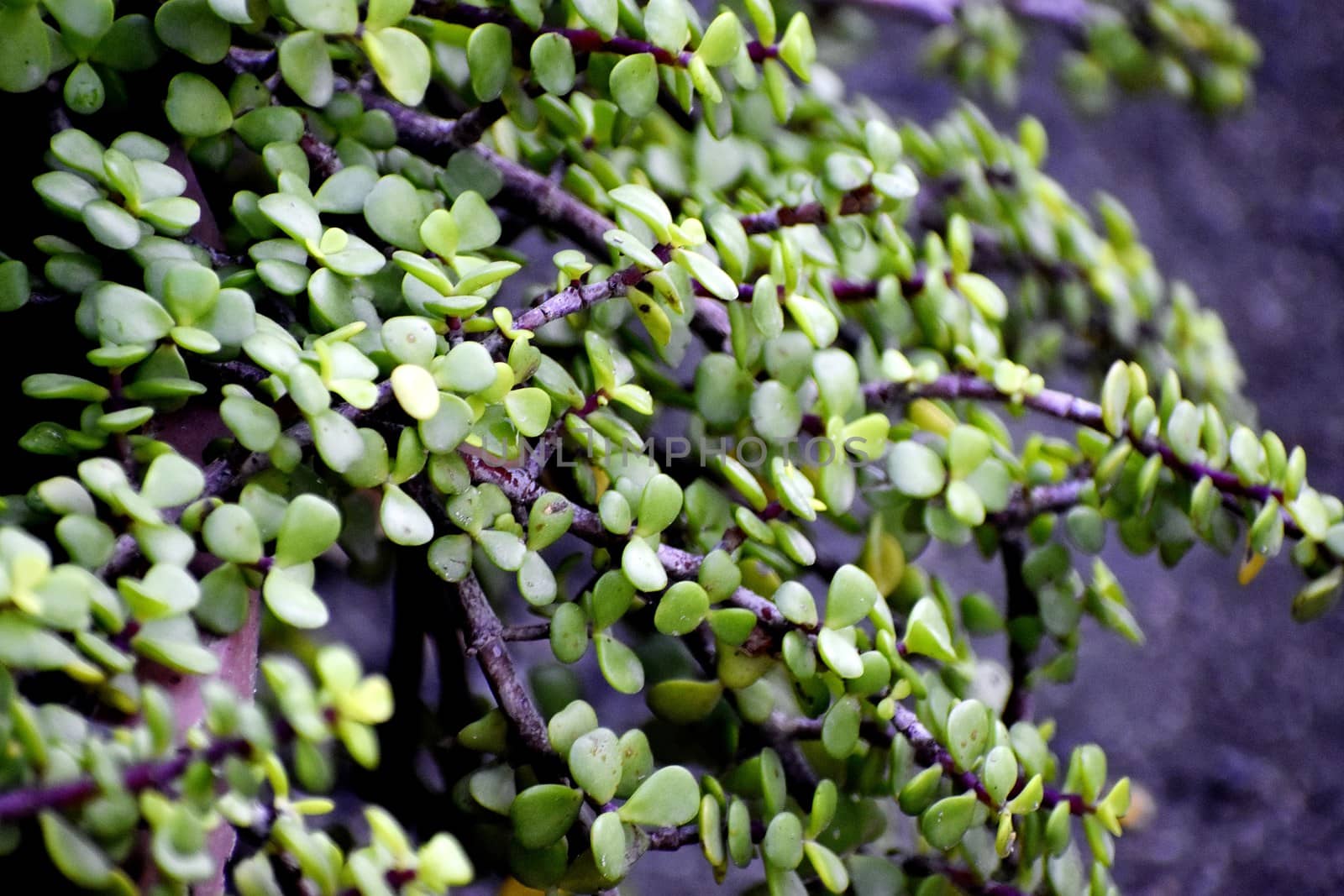 Snap of beautiful decorative Plant