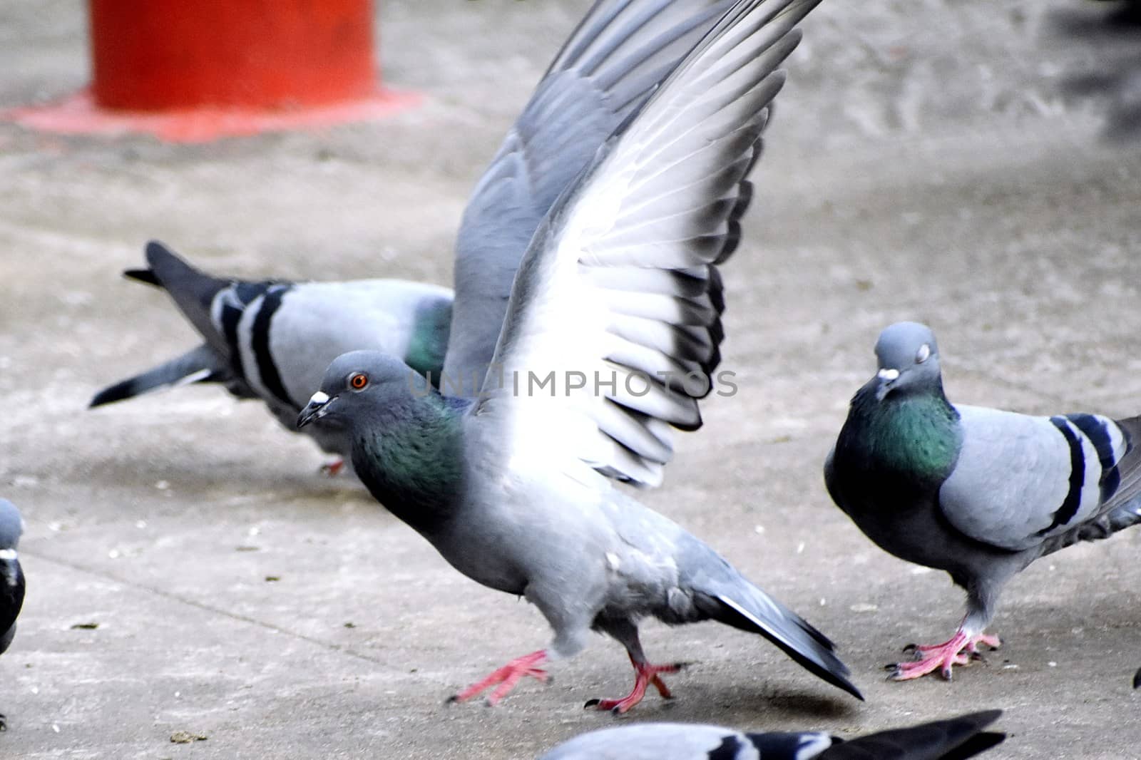 A Group of Pigeons in my ground