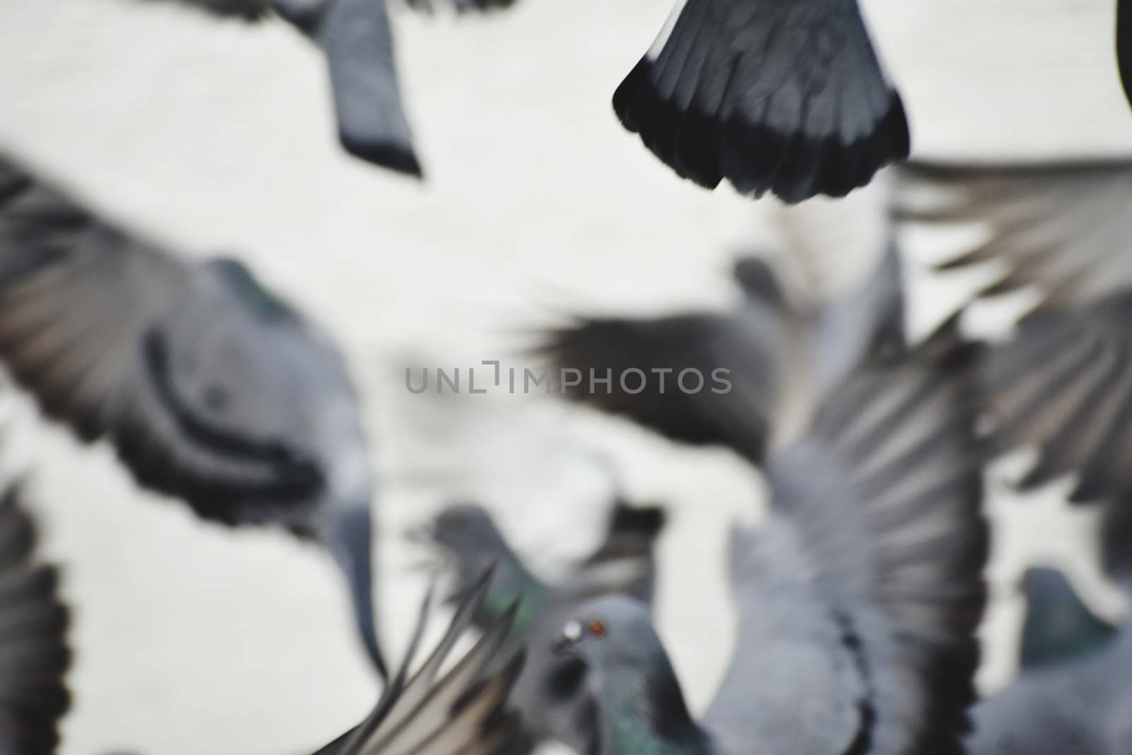 A Group of Pigeons in my ground