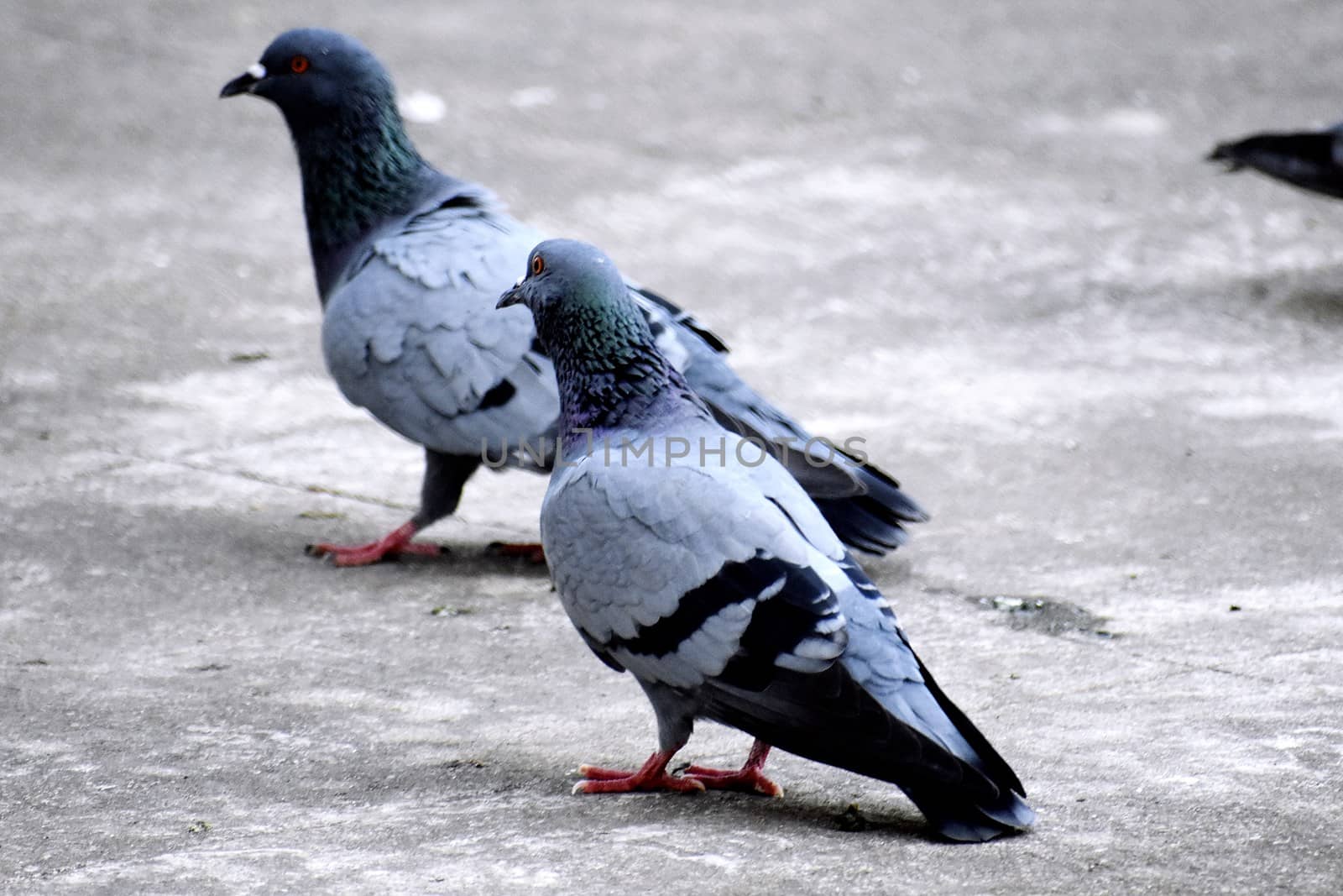 A Group of Pigeons in my ground by ravindrabhu165165@gmail.com