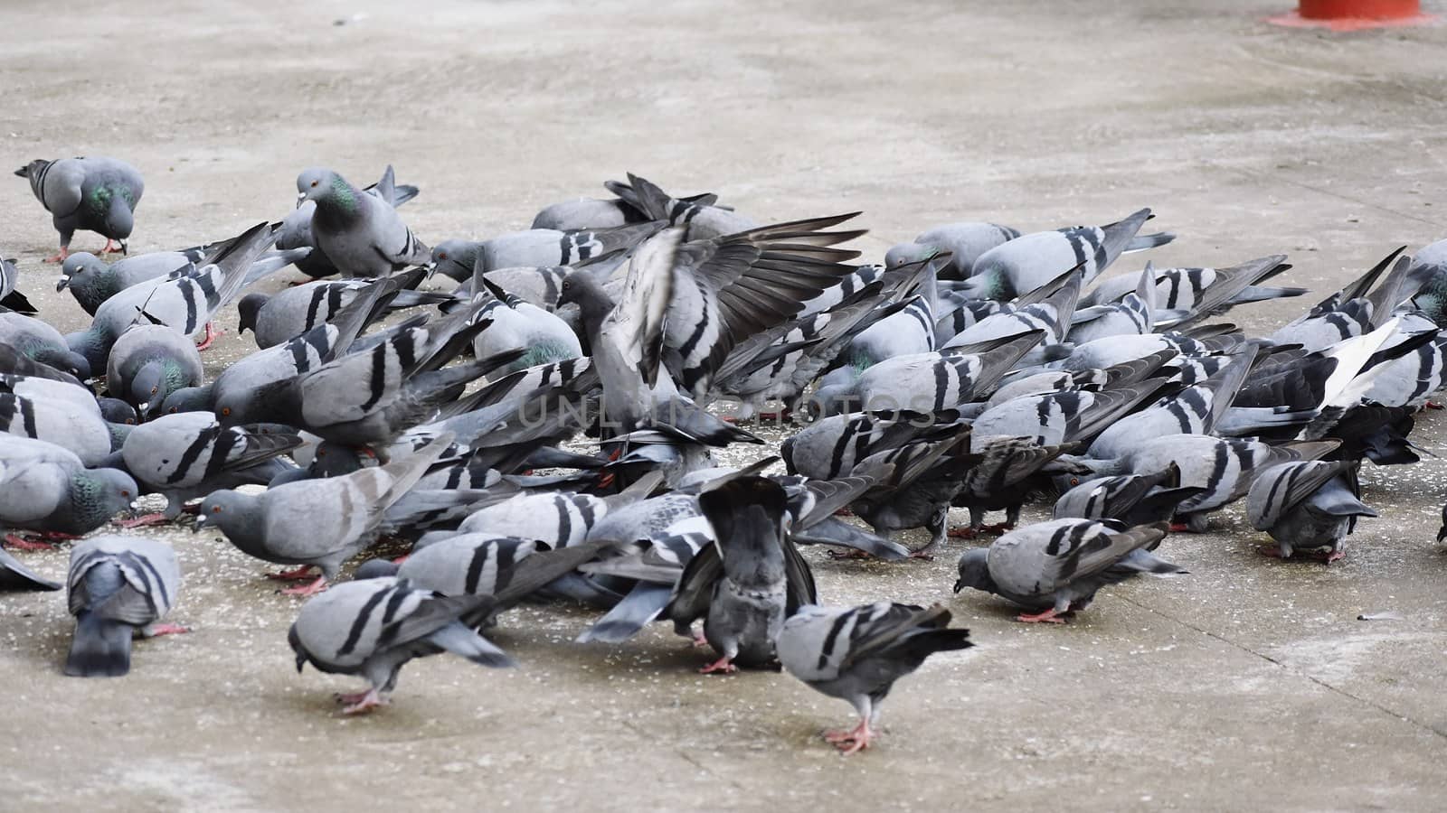 A Group of Pigeons in my ground by ravindrabhu165165@gmail.com