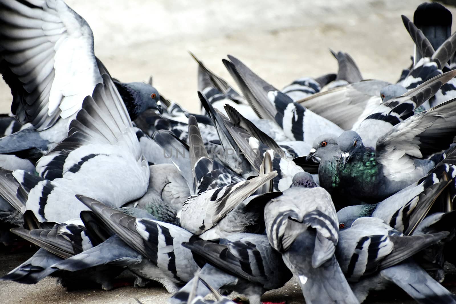 A Group of Pigeons in my ground by ravindrabhu165165@gmail.com