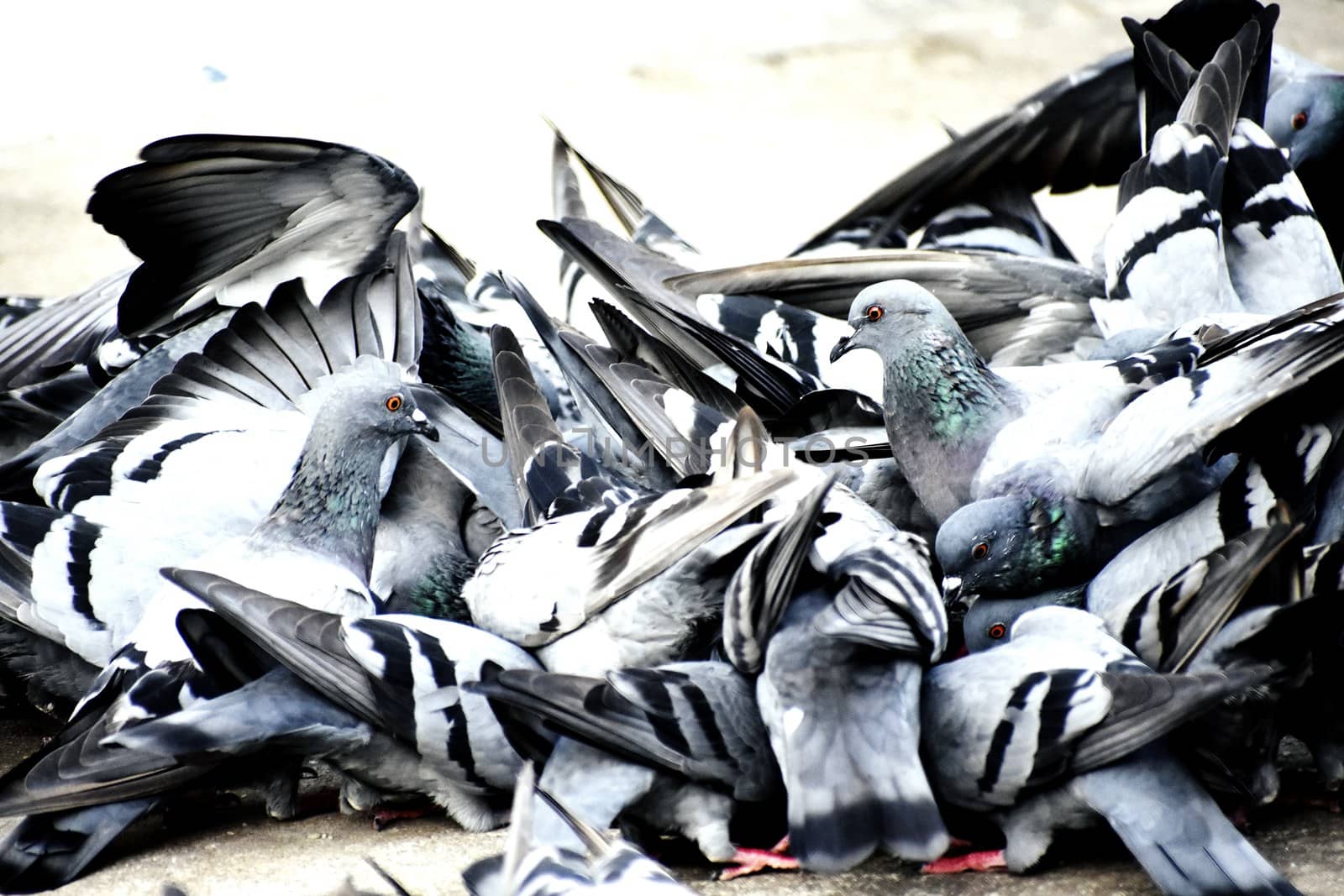 A Group of Pigeons in my ground