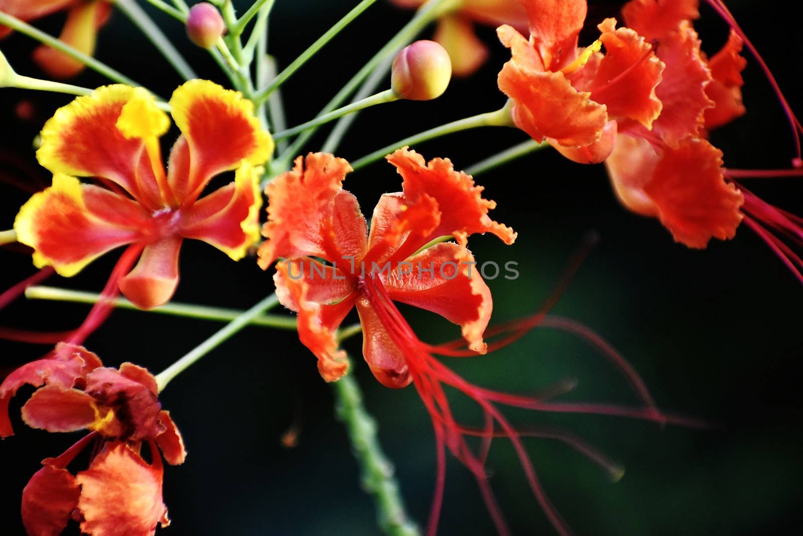 Closeup of Saffron and Yellow Flower