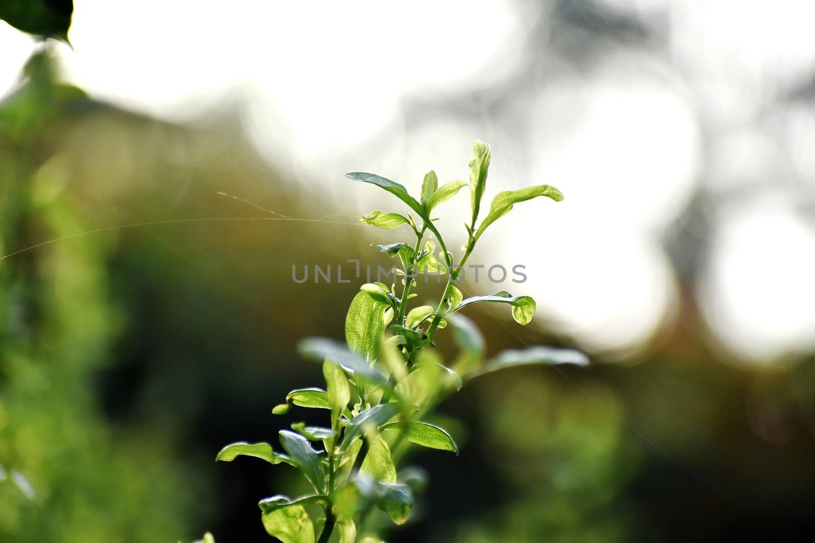 A Beautiful Snap of new leave of Plants