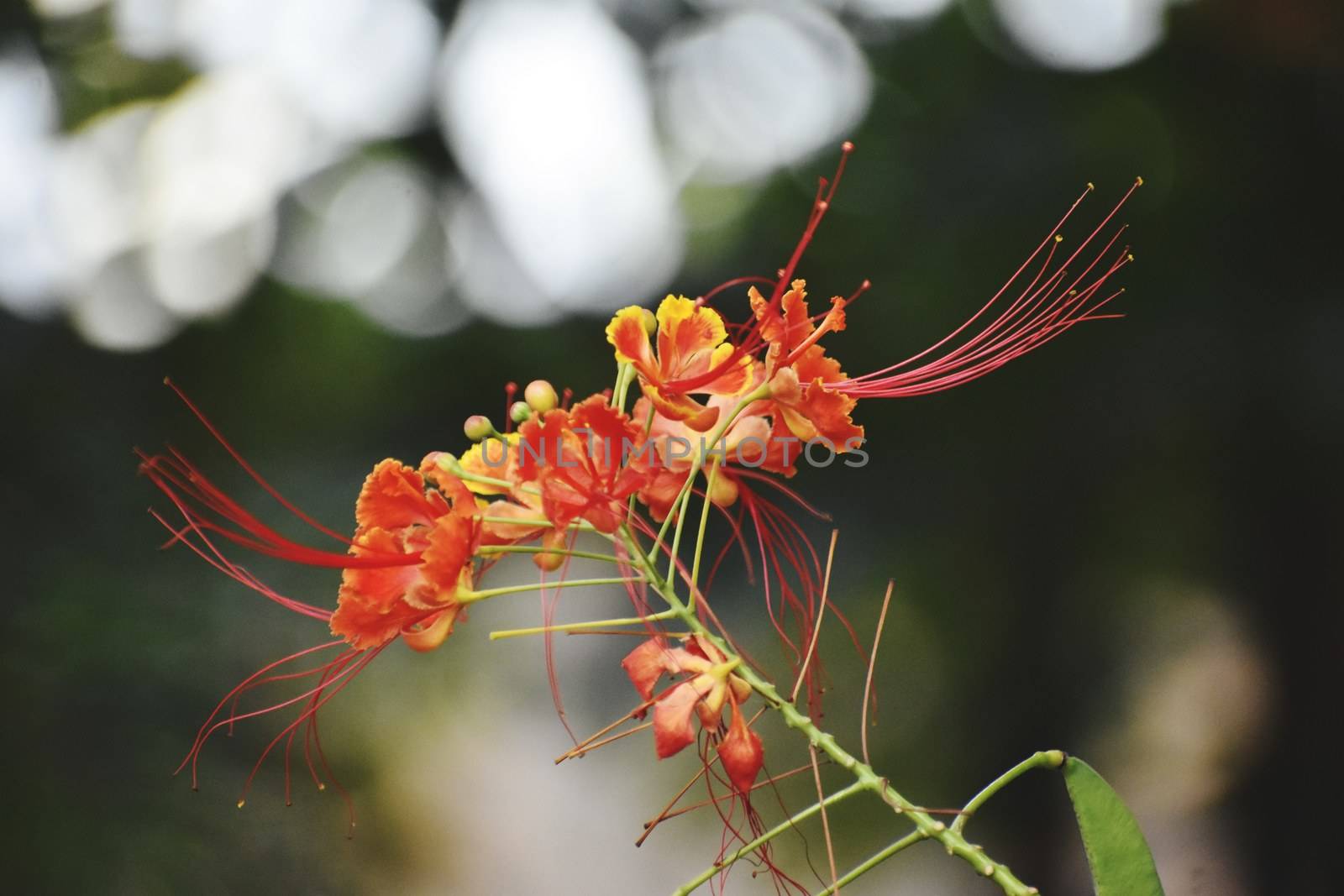 Closeup of Saffron and Yellow Flower