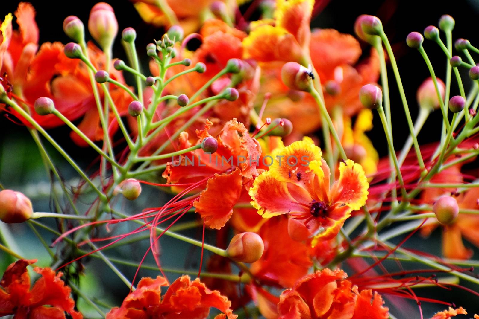 Closeup of Saffron and Yellow Flower