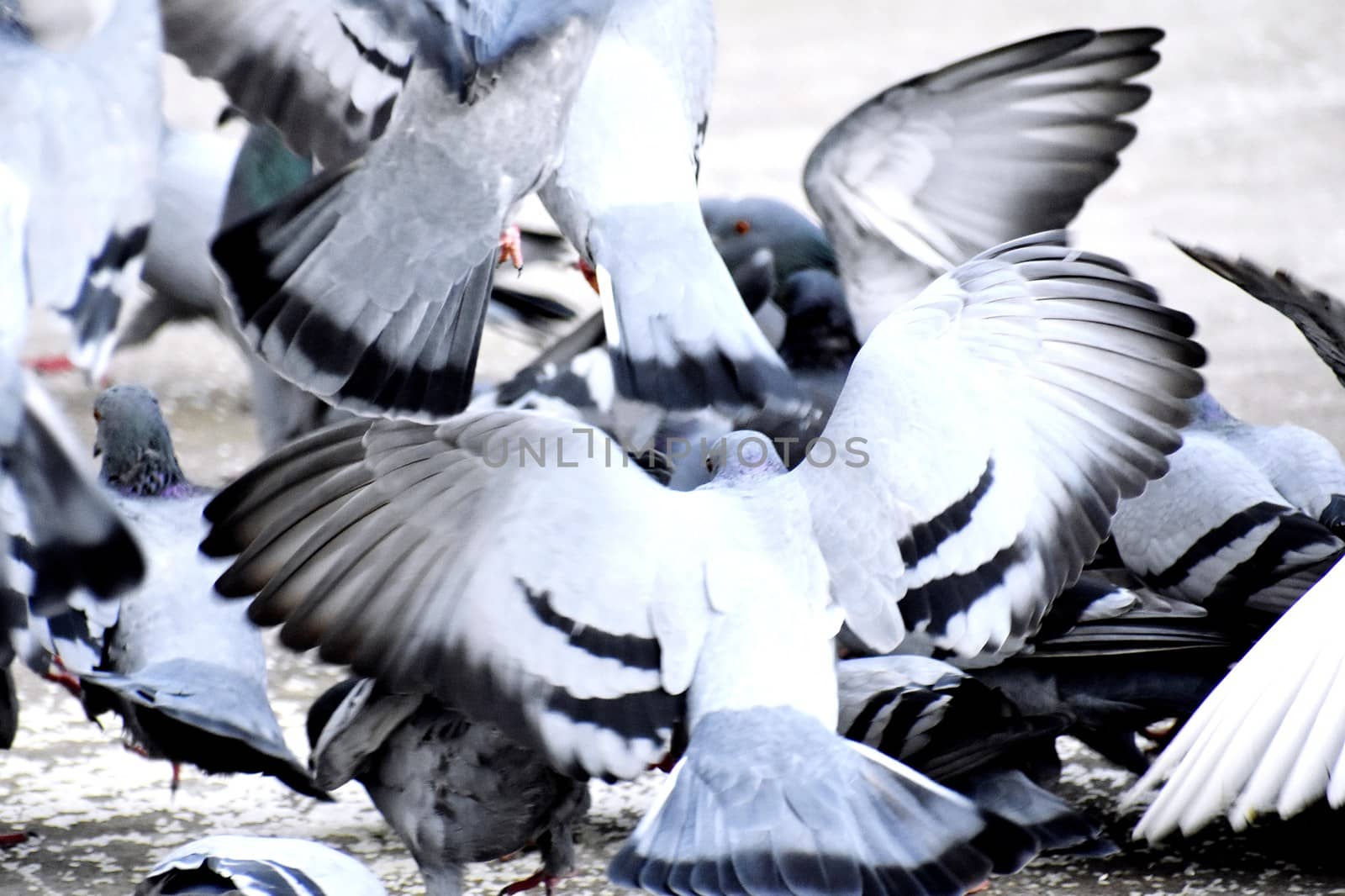 A Group of Pigeons in my ground by ravindrabhu165165@gmail.com