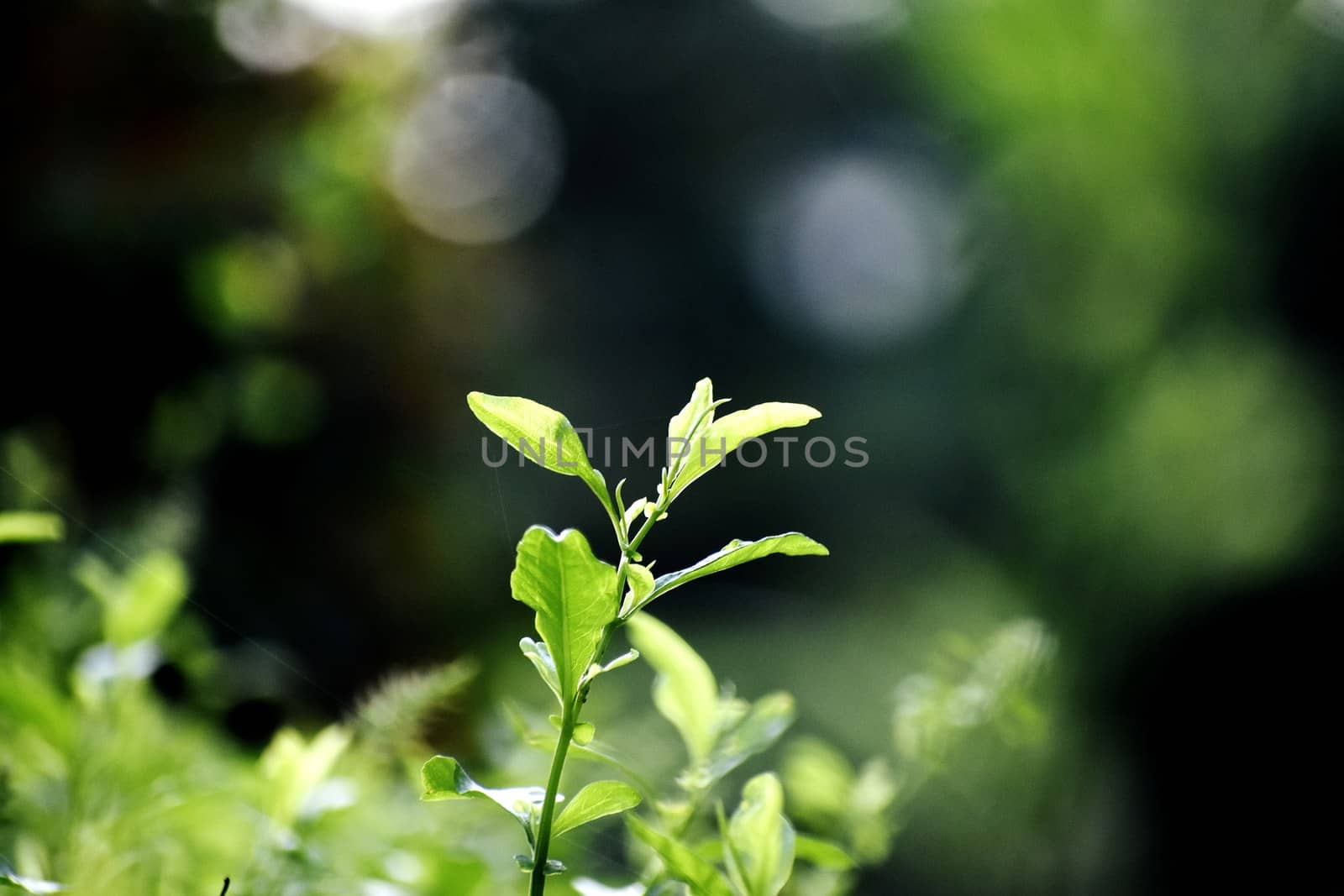 A Beautiful Snap of new leave of Plants