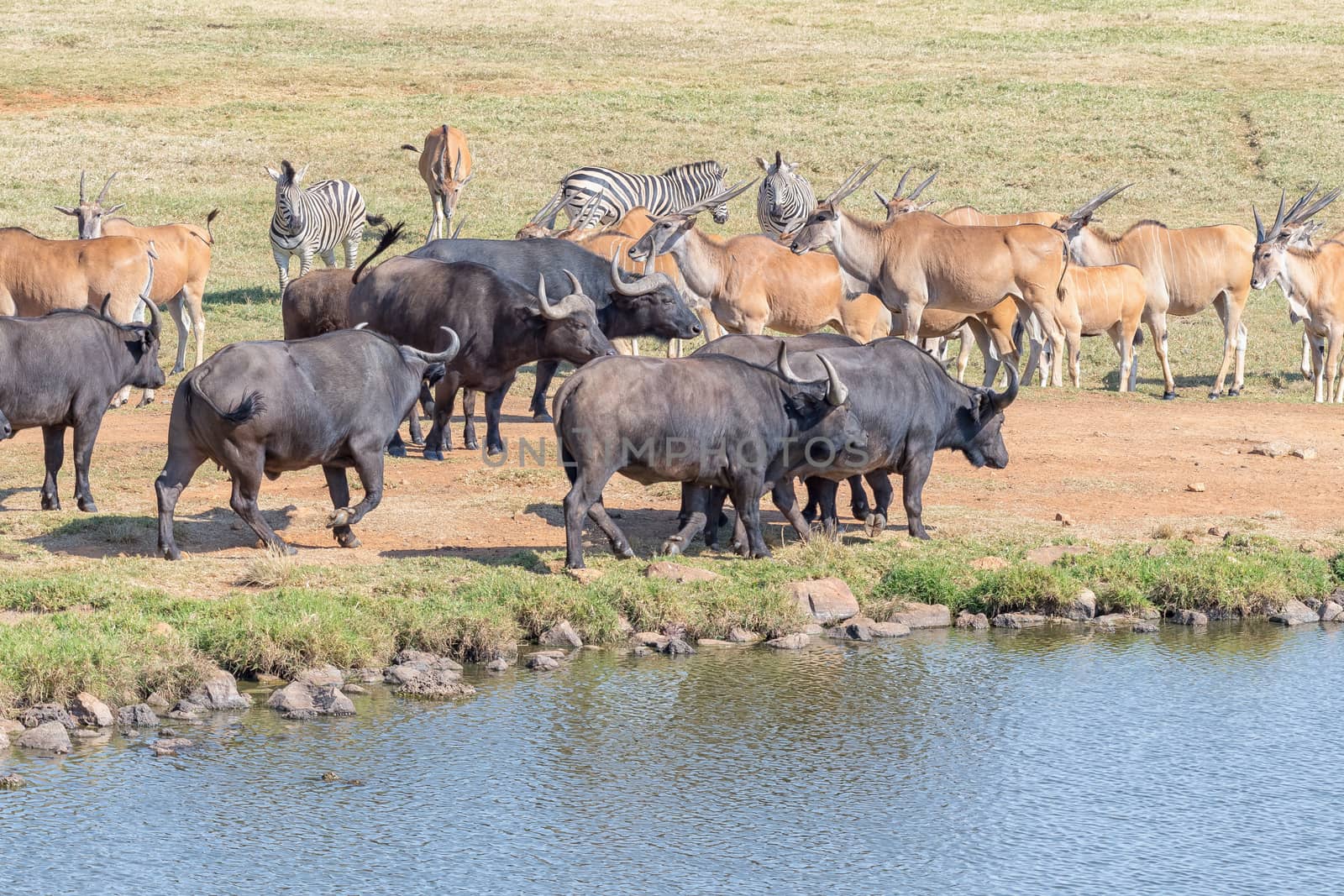 Burchells zebras, cape buffaloes and eland next to a dam by dpreezg