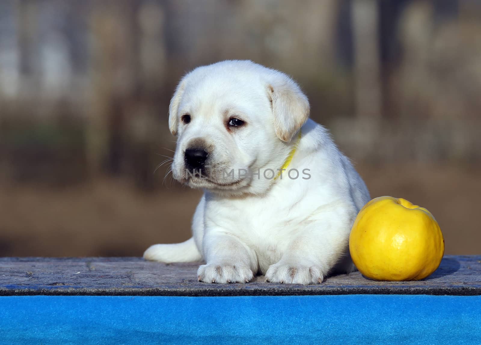 the little labrador puppy on a blue background