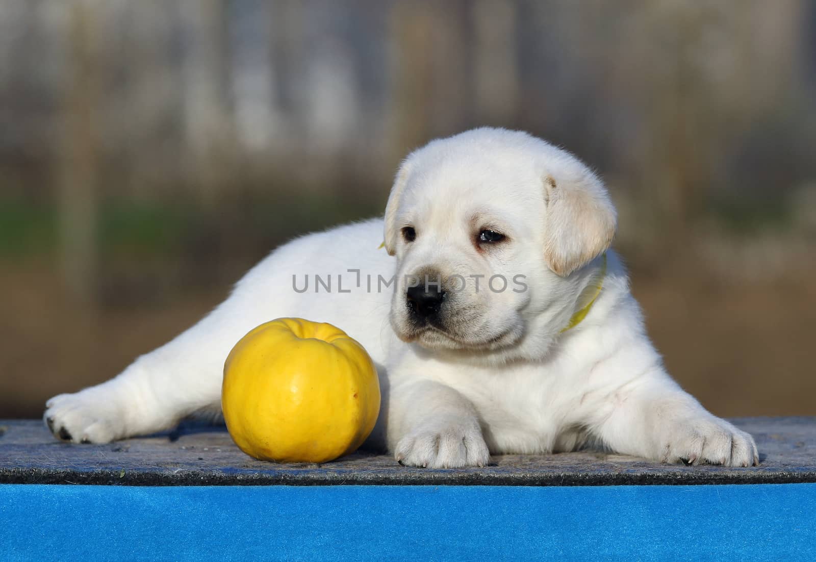 the cute little labrador puppy on a blue background