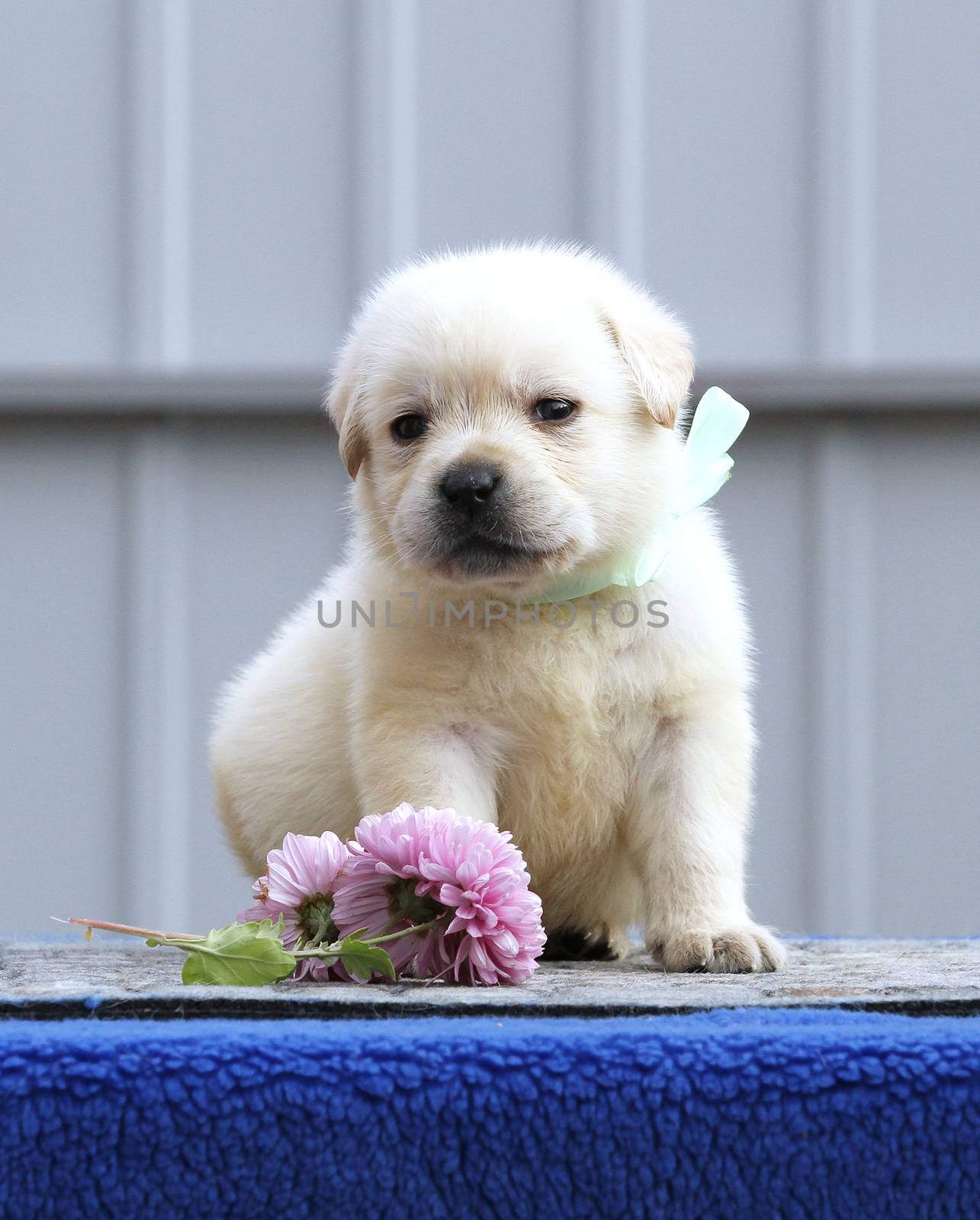 the nice cute little labrador puppy on a blue background