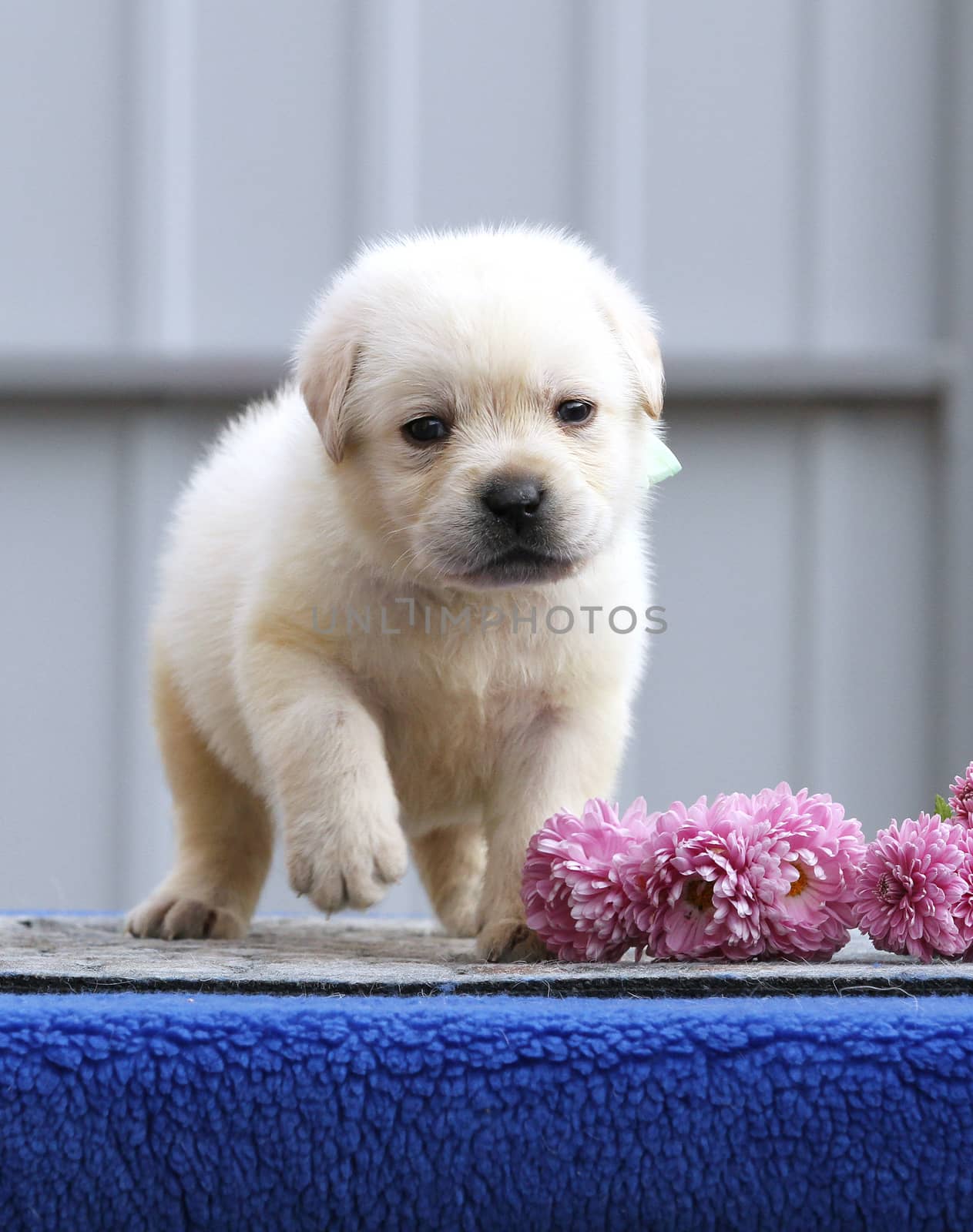 nice cute little labrador puppy on a blue background