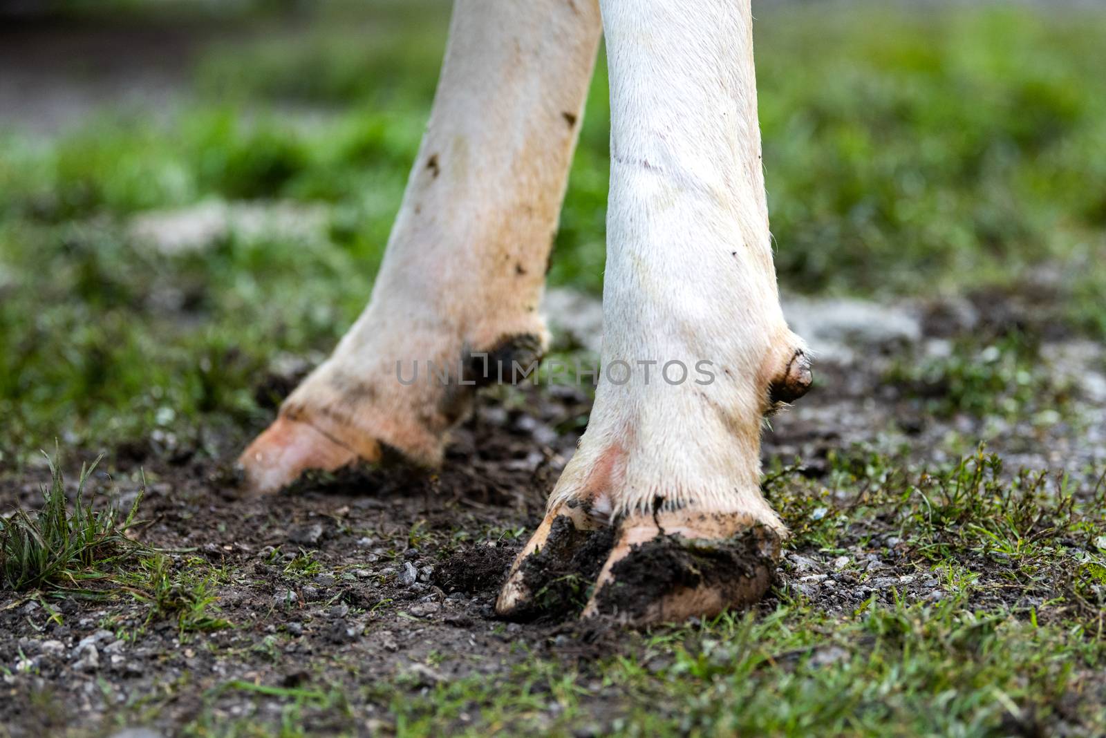closeup of cow's feet in the farmyard