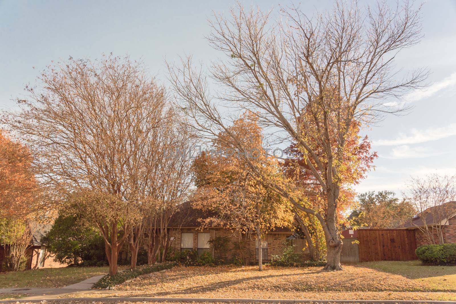 Typical bungalow style house in Dallas, Texas suburbs during fall season with colorful autumn leaves. Middle class neighborhood with single story residential home with mature tree, cloud blue sky