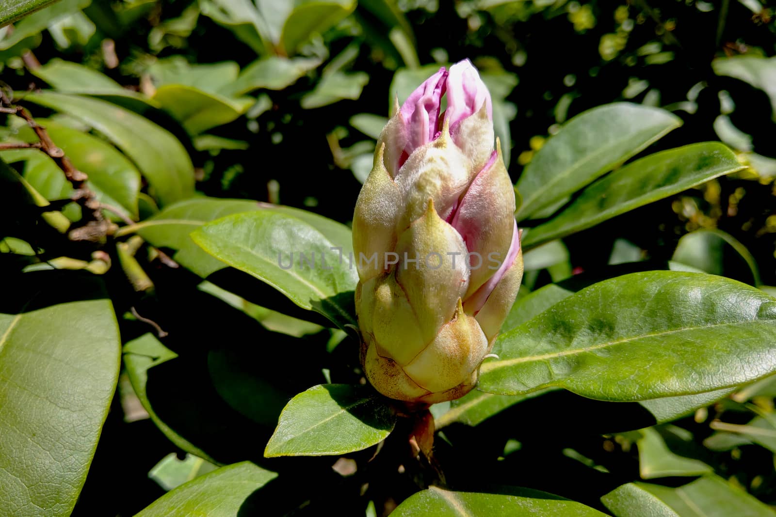 Spring flower on a magnolia tree against the background of the garden. Nature by kip02kas
