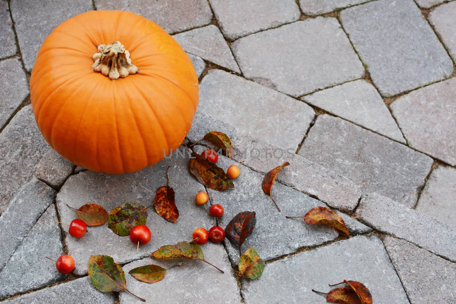 Large pumpkin surrounded by red crab apples and fallen leaves  by sarahdoow