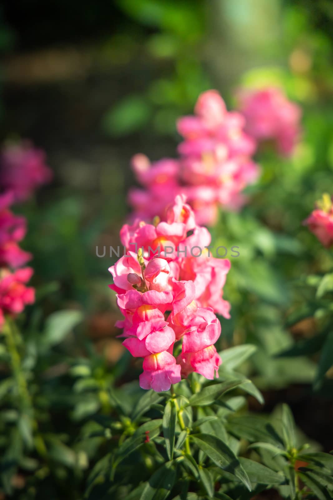 The background image of the colorful flowers by teerawit