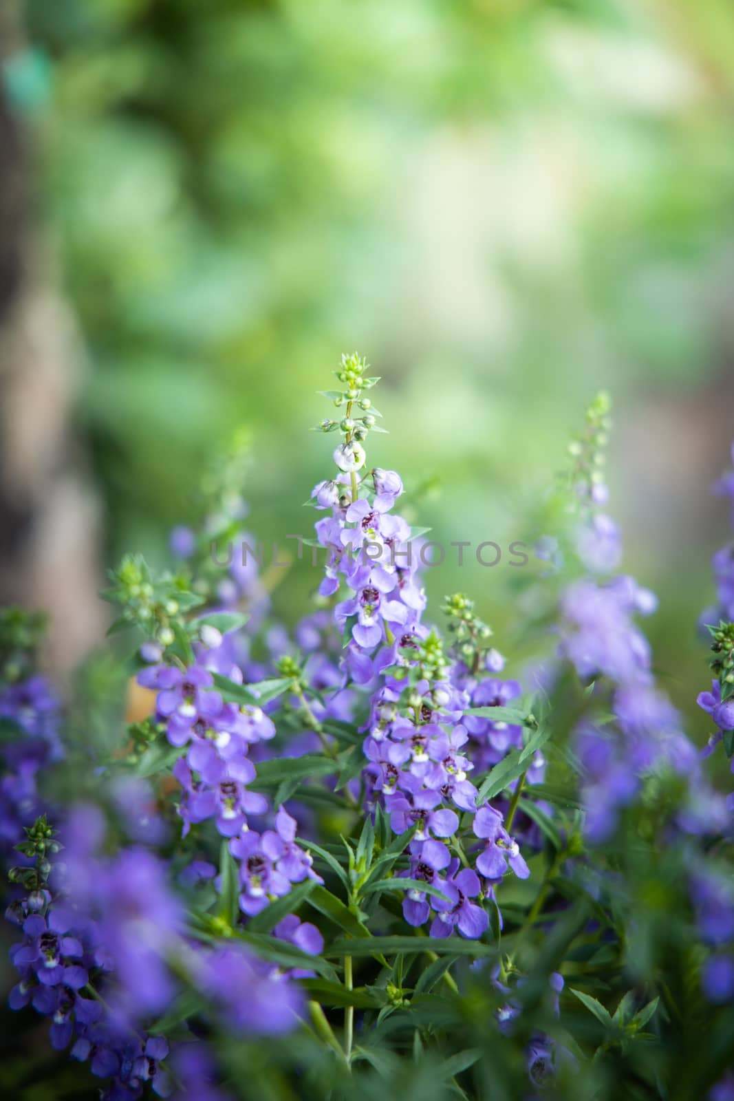 The background image of the colorful flowers by teerawit