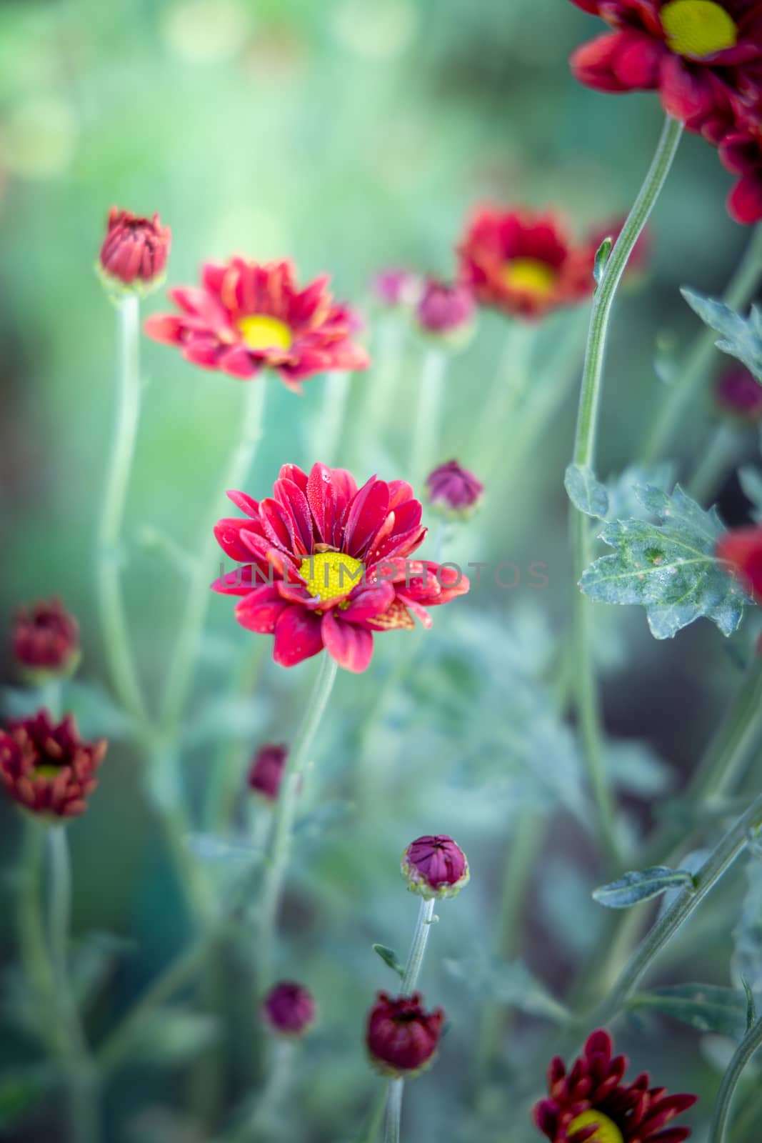 The background image of the colorful flowers by teerawit